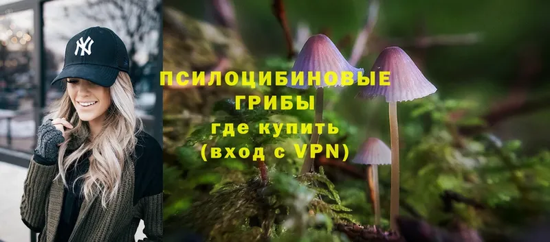 блэк спрут как войти  Княгинино  Псилоцибиновые грибы Psilocybe 